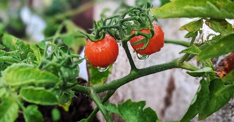 Home grown Cherry Tomatoes