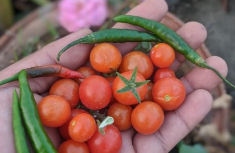 Fresh picks from kitchen garden