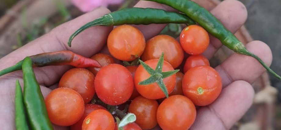 Fresh picks from kitchen garden