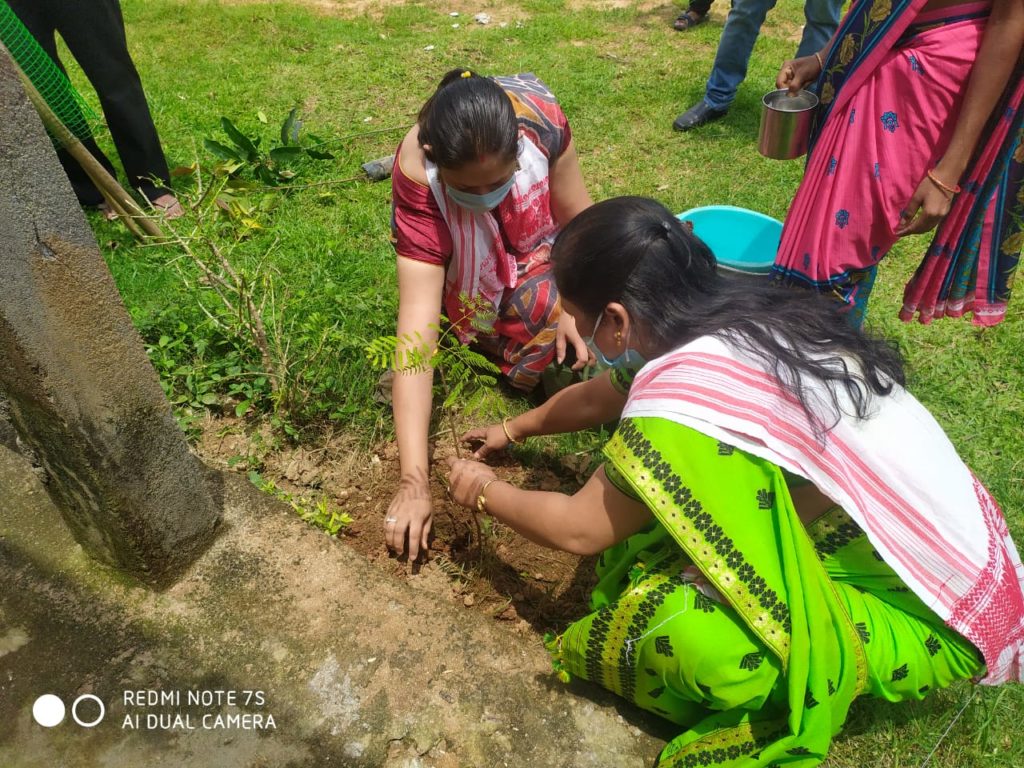 Tree plantation in a school