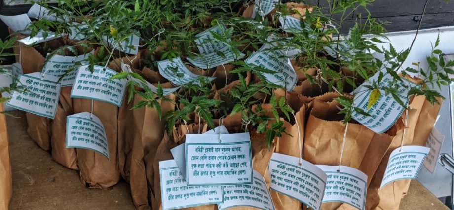 Saplings in a paper bag- A perfect gift