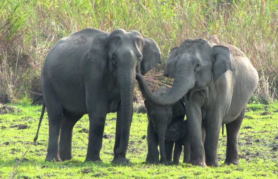 Elephants . Source : Kaziranga National Park