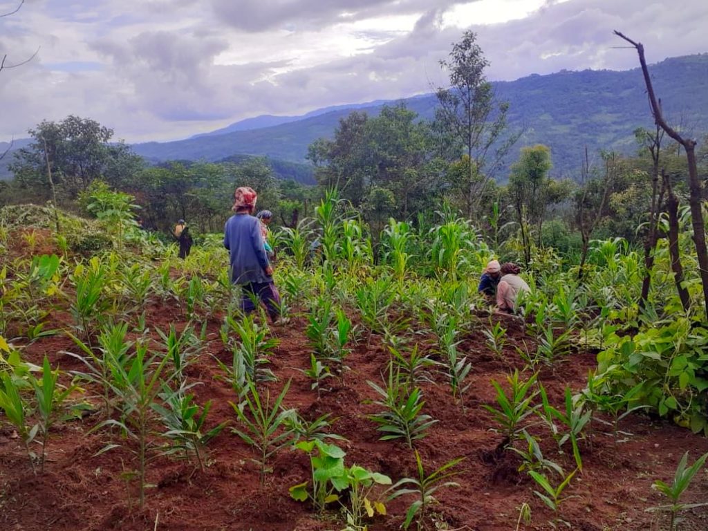 Ginger cultivation