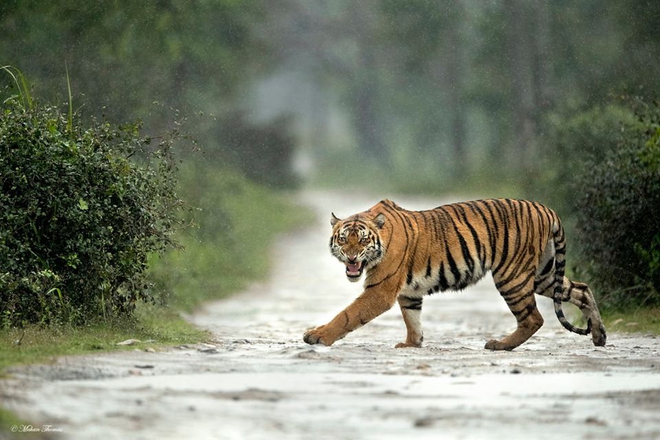 International Tiger Day - Tiger Reserves of Northeast India - Nature