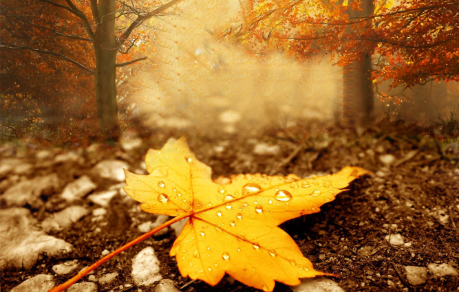 chinar-leaf-on-ground-in-autumn-season-creative-colorful-free-wallpaper