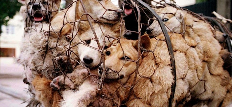 Captive dogs. Source : Green Queen