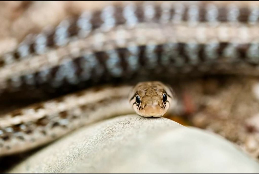 The Look. Source : Bidya Sagar Baruah