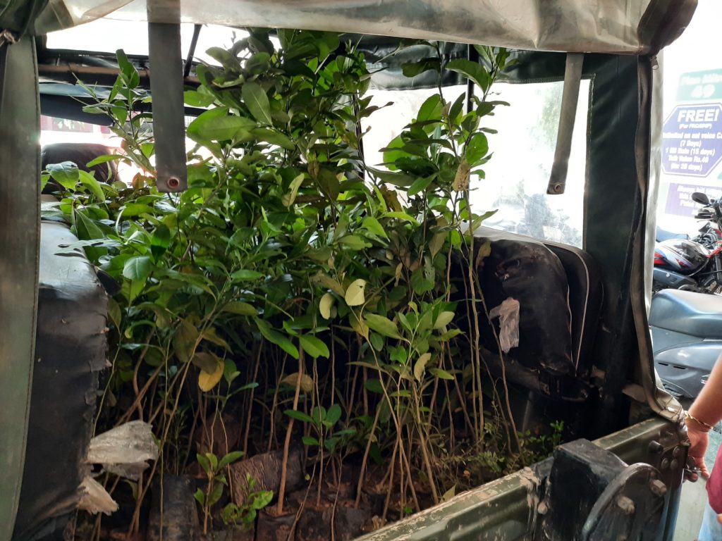 Saplings ready to be distributed on Teacher's Day by The FERNS Society