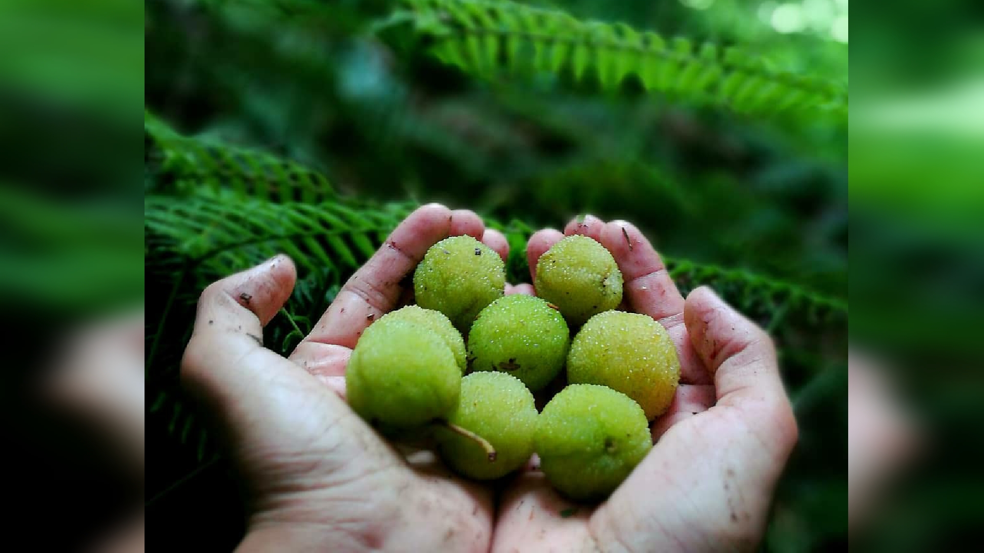 Sohphie: The Exotic & Healthy Fruit from Meghalaya - Discover East