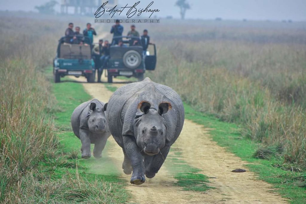 Pobitora | Image source: Bidyut Bishaya