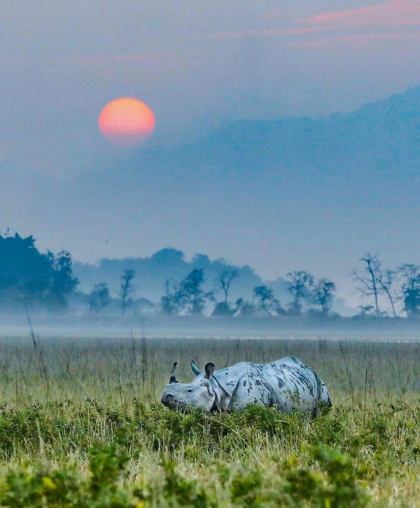 Kaziranga | Image source: Thomas R R D