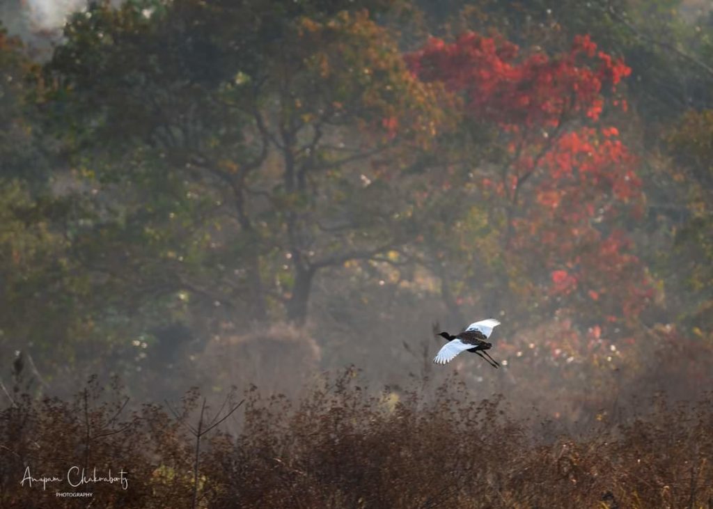 Manas | Image source: Anupam Chakrabarty