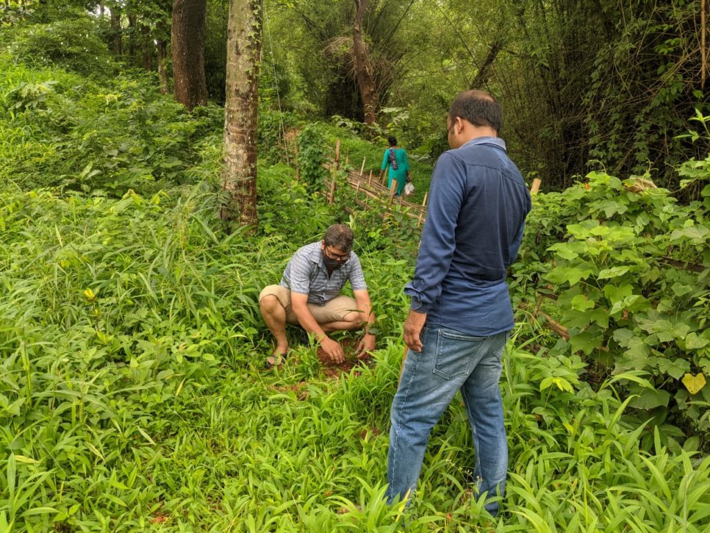 Plantation of Saplings