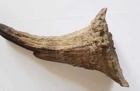 Rhino Horn