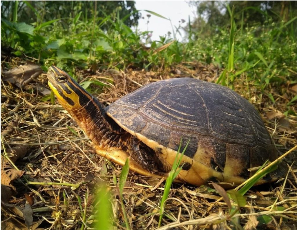 A hinge across the middle of the plastron is present in C. amboinensis which allows to close its shell  completely in case of any danger perceived. Photo taken by Sushmita Kar