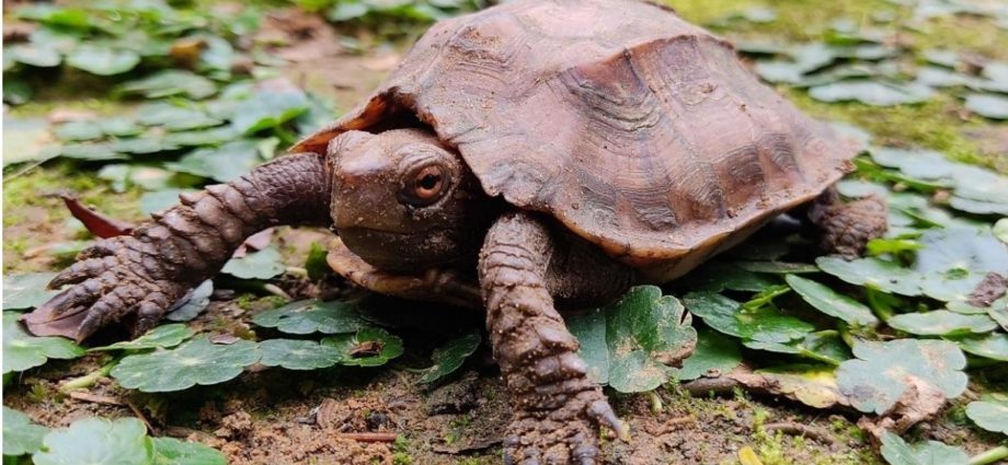 Keeled box turtle is mostly nocturnal which burrows into the dirt during the day and comes out to forage at night. Photo taken by Sushmita Kar/TSA - India