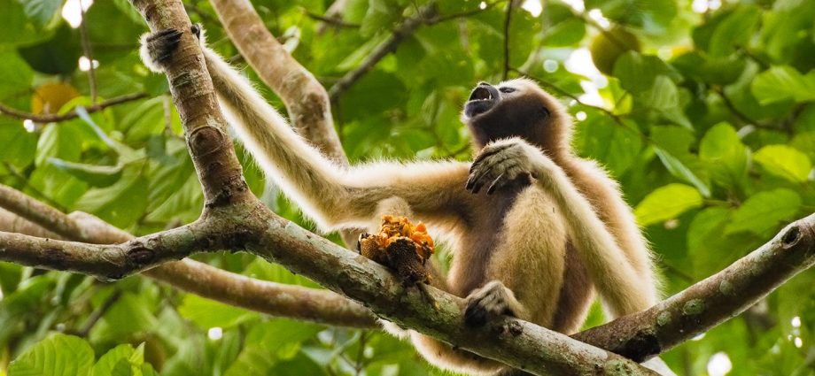 hoolock gibbon by neeraj k phookan