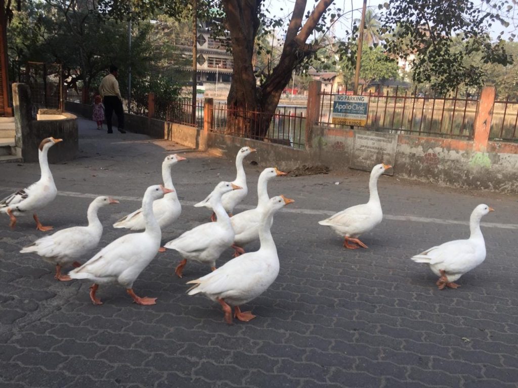 Geese at Jur Pukhuri by Pankaj Borbora