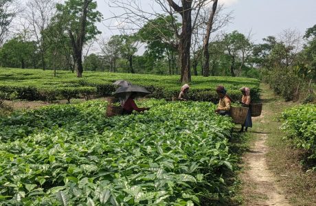 Women Picking Tea Leaves - International Tea Day 2024