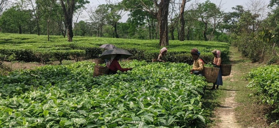 Women Picking Tea Leaves - International Tea Day 2024
