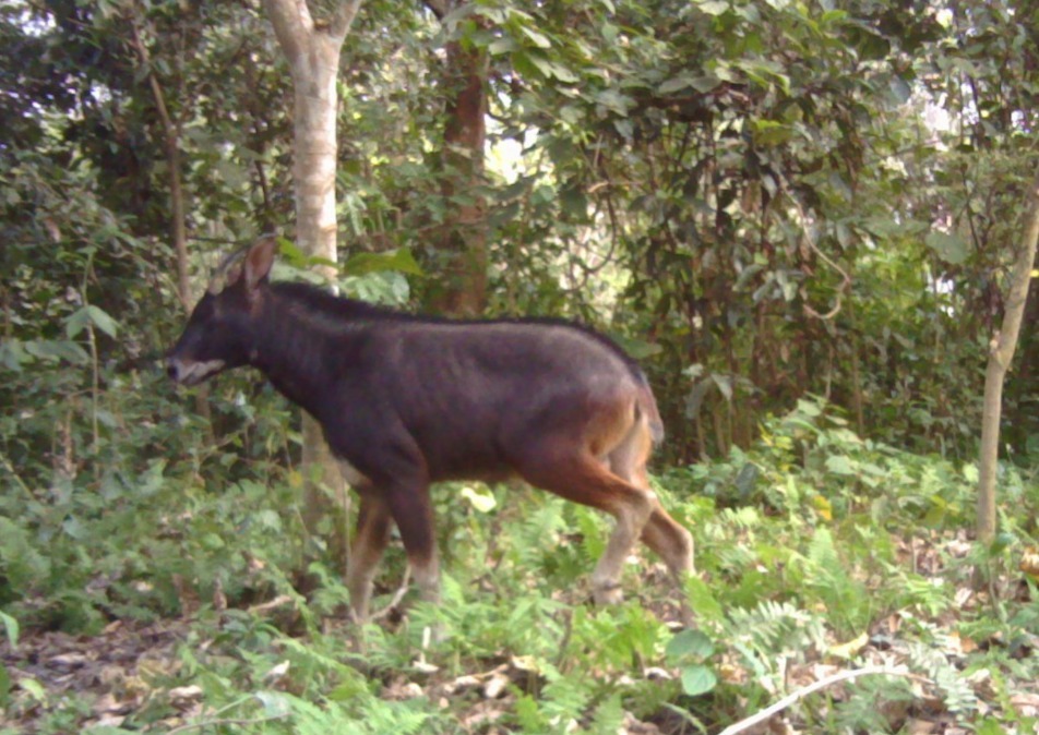 Mainland Serow photographed at Raimona National Park - Nature