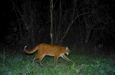 asian golden cat