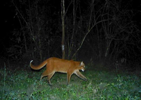 asian golden cat