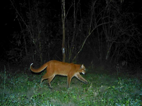 asian golden cat